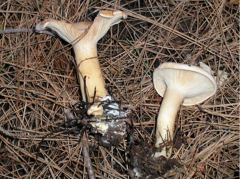 ritrovamenti attesi..